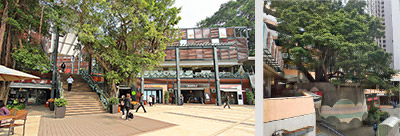 種植於赤柱廣場 (左) 及彩雲商場的樹木，繁盛茂密。
The bushy trees at Stanley Plaza (left) and Choi Wan Shopping Centre.