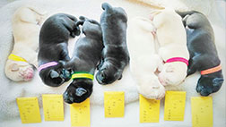 領展所購導盲犬

在港人工受孕誕七犬

Link-Sponsored Guide Dog 

Gives Birth to Seven Puppies 

through Artificial Insemination