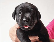 Puppy “Una” Embarking on a Noble Cause 
導盲幼犬「Una」出世