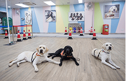 Hong Kong Guide Dogs Association's “Guide Dogs
Training and Public Education”
香港導盲犬協會的「導盲犬訓練及公眾教育」