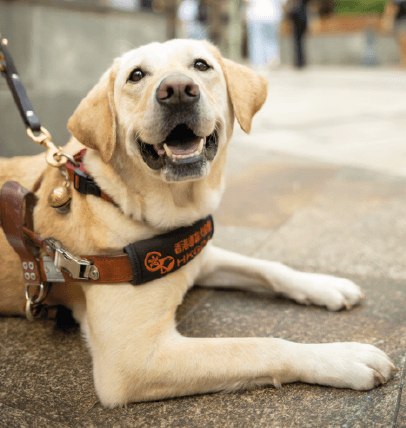 領展在香港導盲犬協會「初創」時期已身體力行支持協會。由2013年起，領展開放旗下所有物業給導盲幼犬進行訓練，並從2014年至今支持協會發展導盲犬服務。