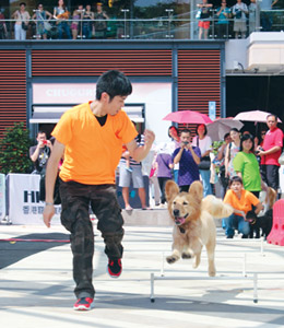 一聲指令，狗仔跟隨大步走。A dog makes great strides at trainer's command.