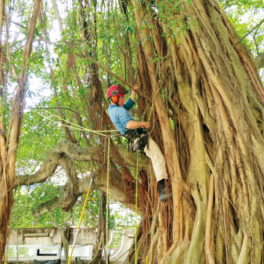 特「樹」特辦 — 彩雲老榕樹
Dedicated to Taking Care of the Ancient Banyan Tree in Choi Wan Estate 