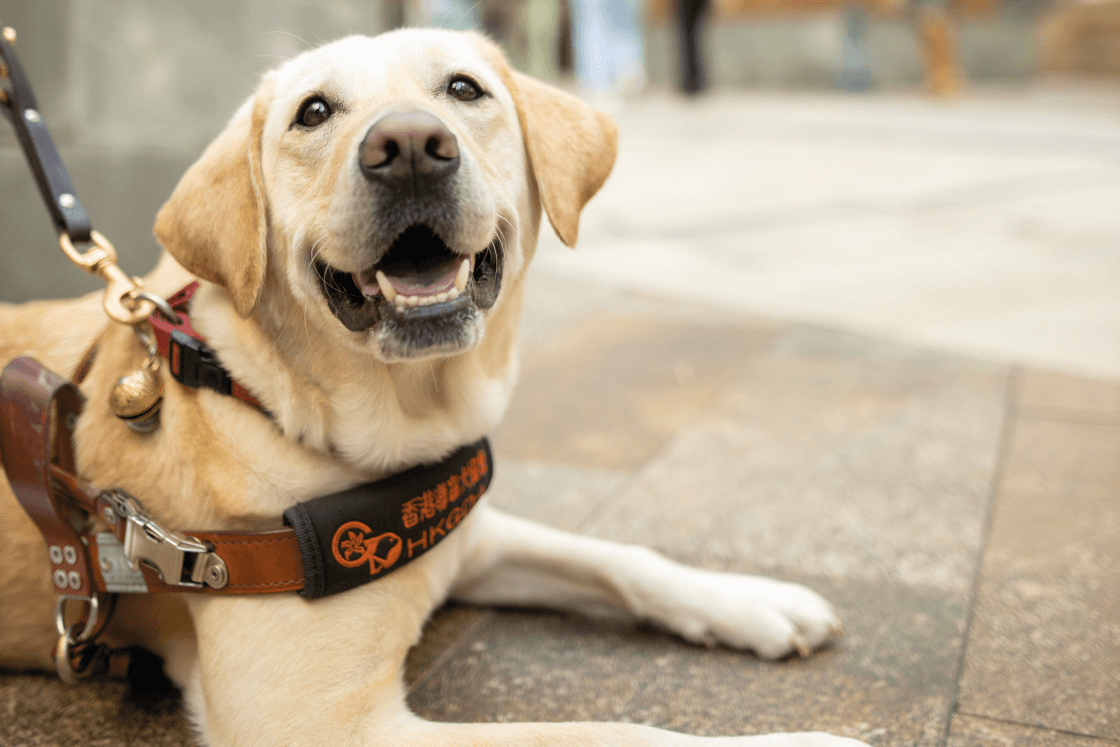 领展在香港导盲犬协会「初创」时期已身体力行支持协会。由2013年起，领展开放旗下所有物业给导盲幼犬进行训练，并从2014年至今支持协会发展导盲犬服务。